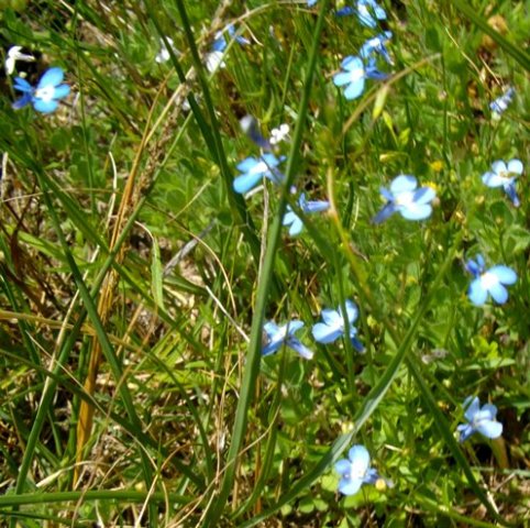 Lobelia neglecta flowers